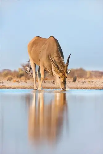 大羚羊,雄性,喝,水潭,埃托沙国家公园,纳米比亚
