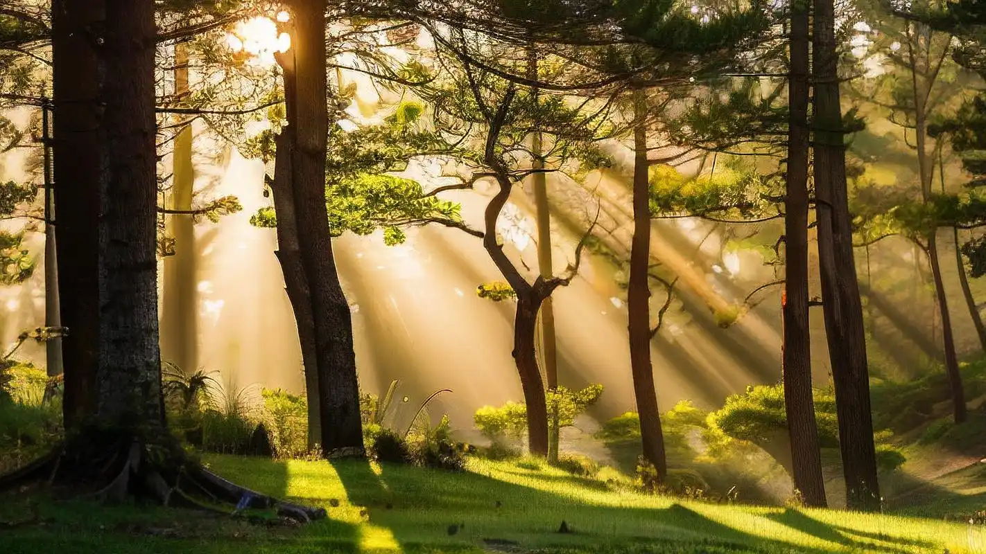 一束光95穿越森林背景图99