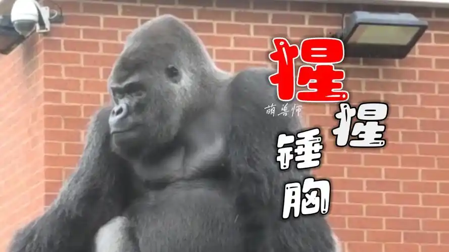 大猩猩喜欢锤自己的胸口,看起来很滑稽|纪录片