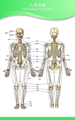 海报印制展板写真喷绘人体骨骼解剖挂图写真