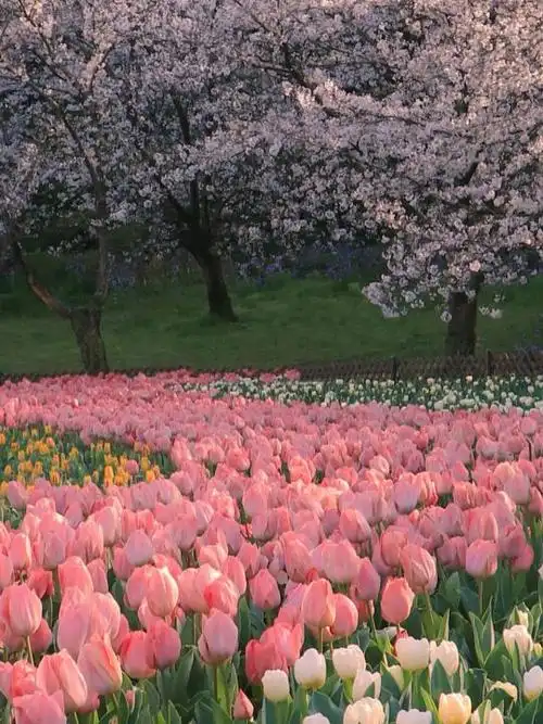 背景图花_小红书