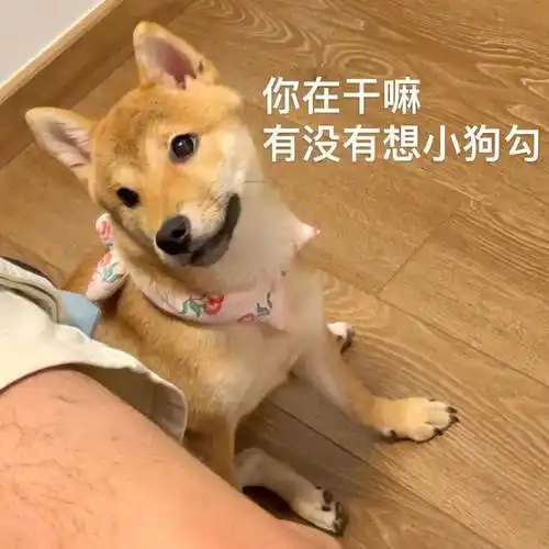 微信超实用表情包 斗图大全狗狗表情包 搞笑_柯基_网页_劲儿