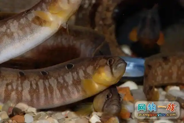 海滩抓小螃蟹抓到一条怪鱼,求名