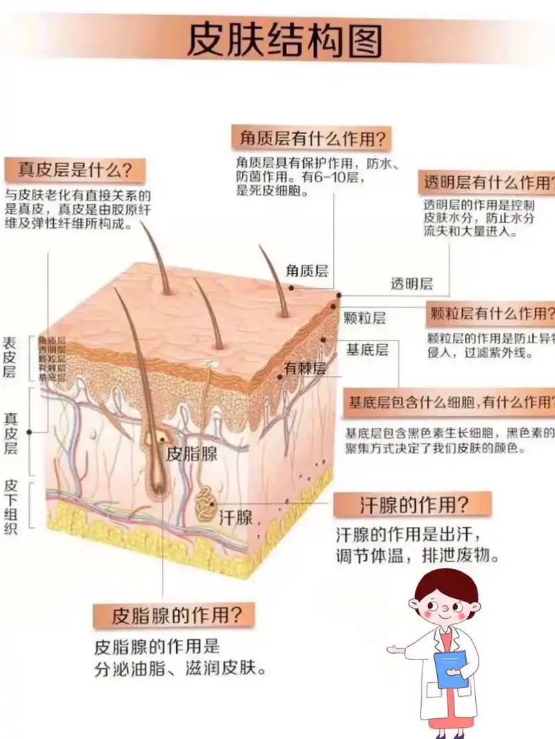 护肤必知:皮肤结构知识 皮肤分为三层表皮层,真皮层,皮下组织 一,表皮