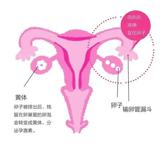 为什么说女性的生育能力取决于卵巢健康
