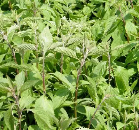 大叶蛇总管,中药材名.本品为唇形科植物显脉香茶菜的全草.