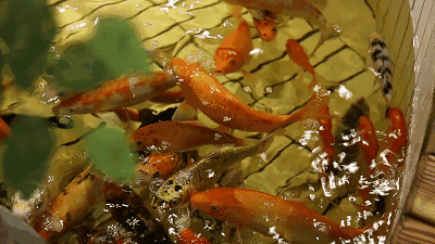 在这里,无论你是想喝酒撸串,还是想喂鱼打电动,游戏币免费,打到高兴