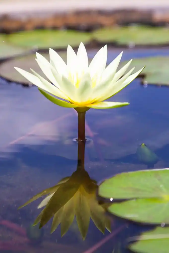 莲花,盛开的荷花种植在花园里的浴缸.