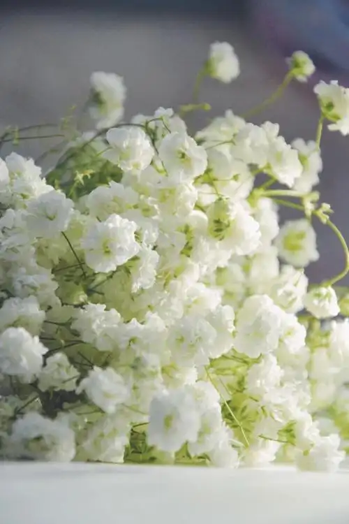 满天星 - 堆糖,美图壁纸兴趣社区