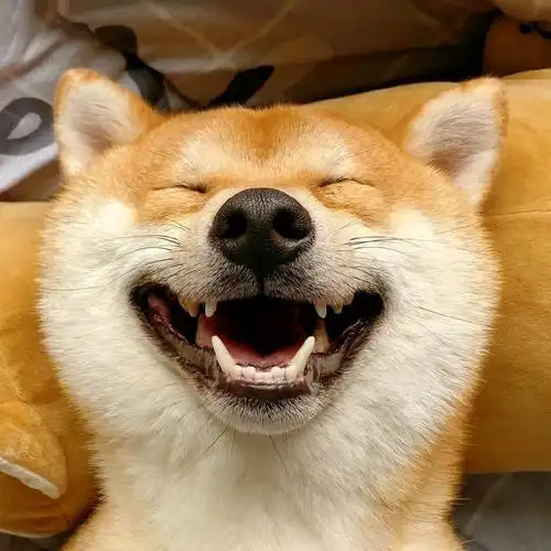 经典动物头像2021最火动物头像图片