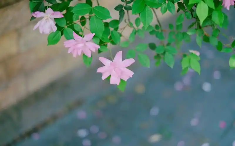 粉色蔷薇花唯美摄影图片桌面壁纸