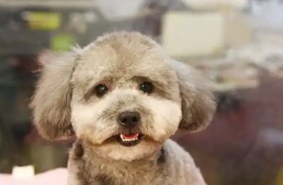 灰泰迪最晚退灰时间