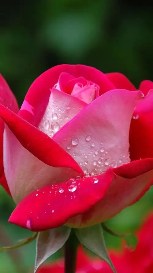 红玫瑰微距摄影,花瓣,露水 iphone 壁纸