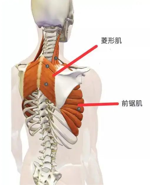 耸肩,除了斜方肌紧张,胸大肌紧张,也因控制肩胛骨下沉的肌肉(下斜方肌