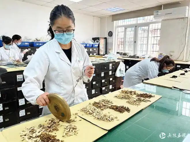 在市中医院中药房里,药剂师们穿梭在一排排药柜间,对照着防疫处方抓药