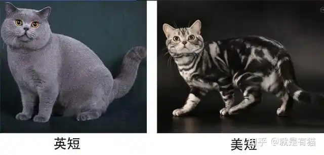英短和美短都有哪些区别