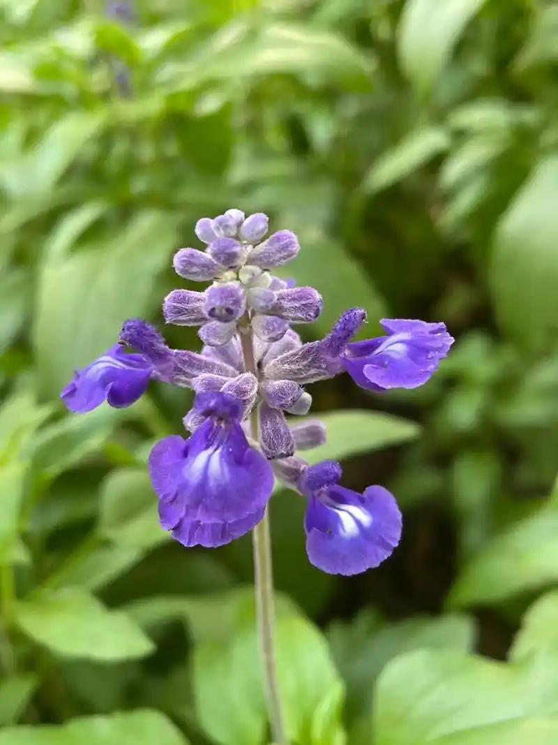 蓝花鼠尾草:蓝花鼠尾草是唇形科鼠尾草属的一,二年生或多年生草 - 抖