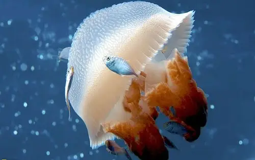 海底世界神奇的海底生物水母壁纸下载