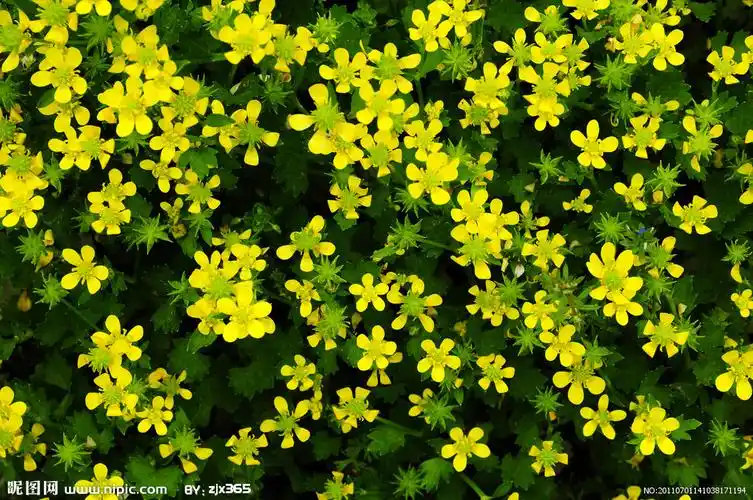 jpg颜色:rgb10共享分×关 键 词:小花 野花 春天 黄花 生命 小草 绿色