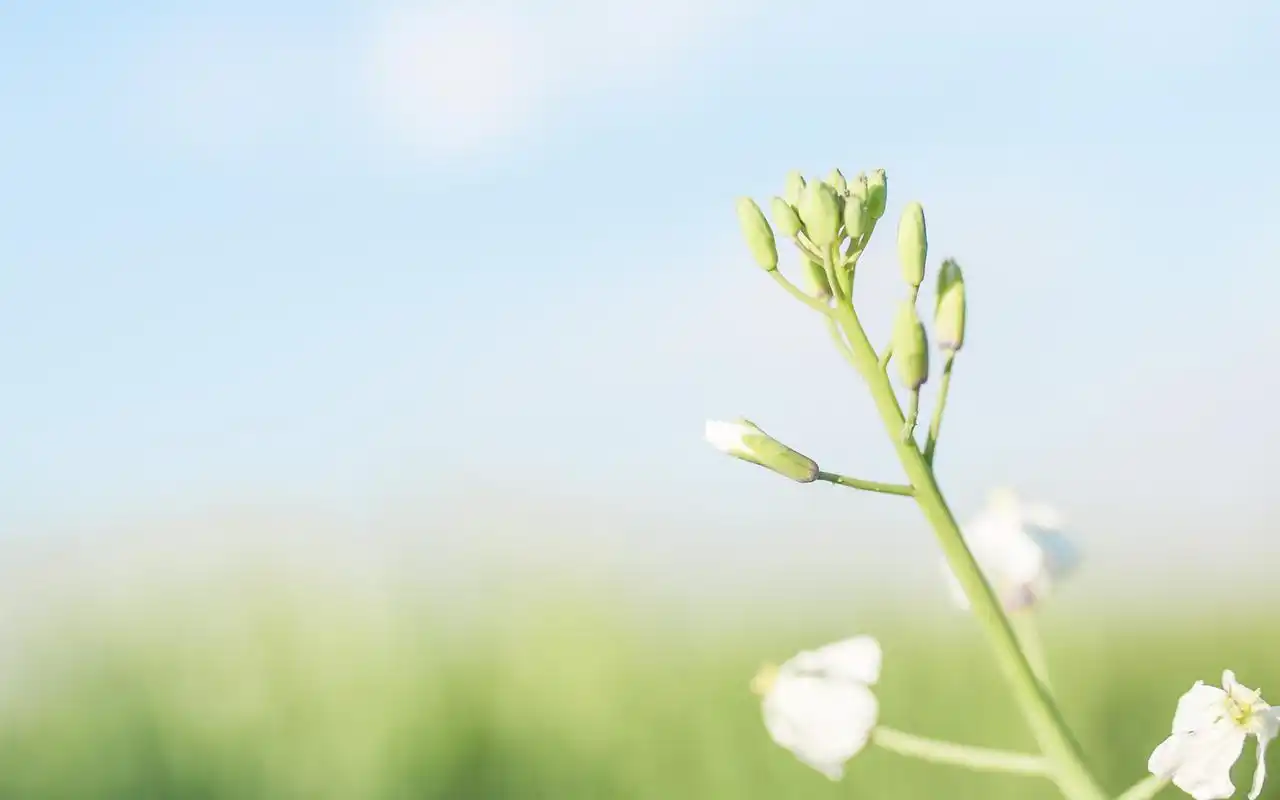 小清新绿色护眼花卉植物图片桌面壁纸高清大图预览1920×1200_植物