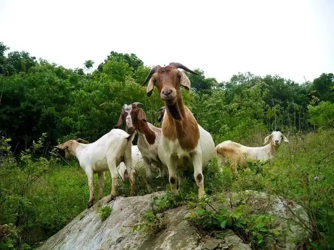 原生态正宗习水农家土羊 - 美篇