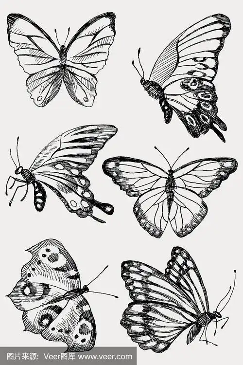 绘画插图,矢量,蝴蝶,黑色,手