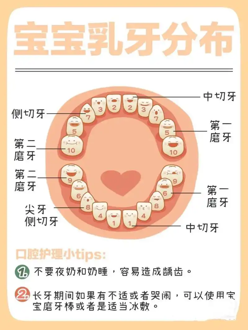 宝宝乳牙分布图,收藏