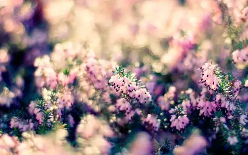 2015年7月15日 23:57   关注  唯美 治愈 花海 高清壁纸 搜狗壁