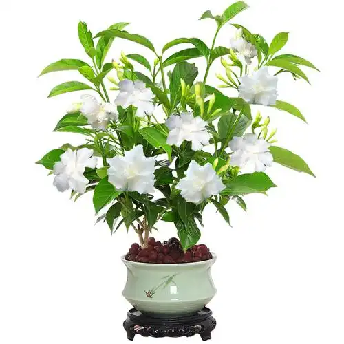 丁香花盆栽树苗植物室内花卉庭院阳台室外四季花卉