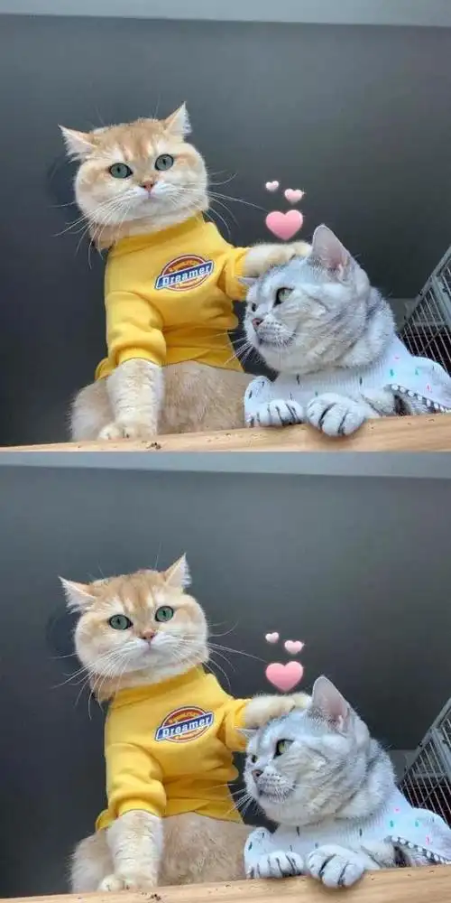 可爱,小清新,唯美,温暖治愈系手机壁纸,高清无水印