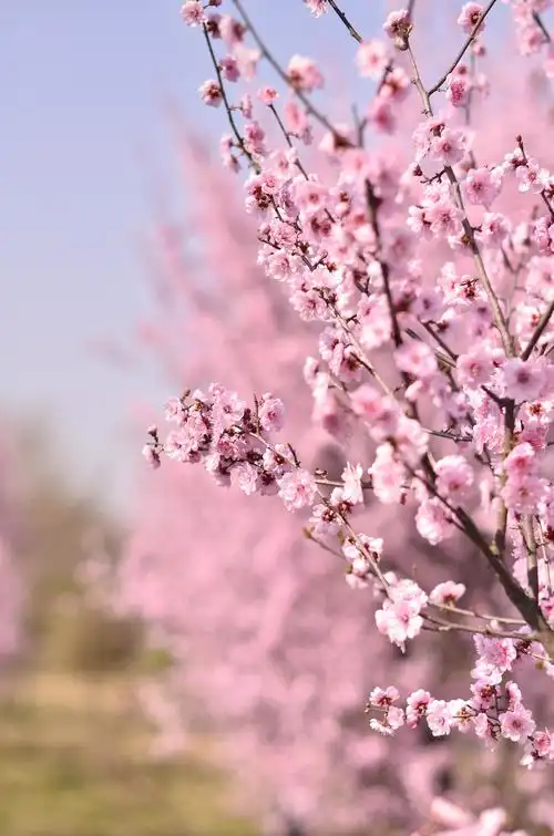 桃花开了 真的很美