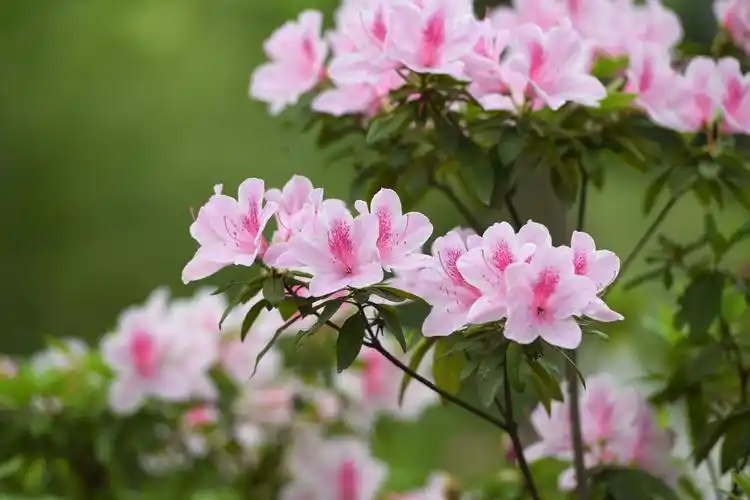 安徽合肥:杜鹃花姹紫嫣红,竞相开放,美极了