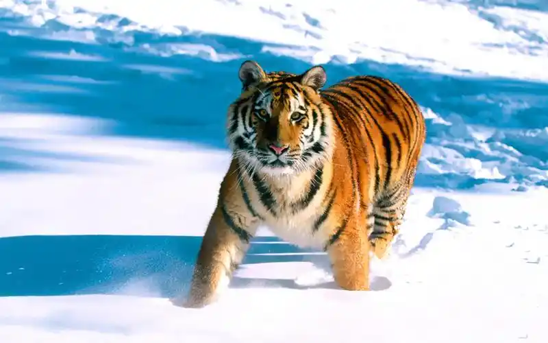 威猛霸气老虎壁纸_超霸气的威武老虎