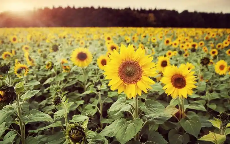 温暖阳光向日葵壁纸