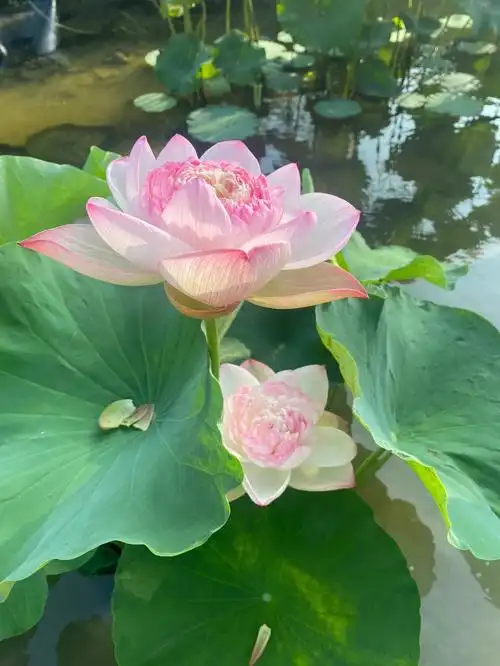 这朵莲花在院子里真的是像仙女一样