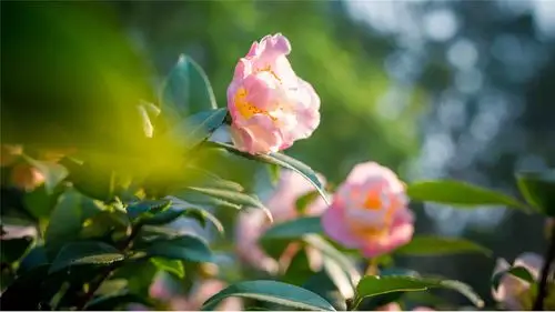 春日里山花盛开的唯美风景桌面壁纸高清大图预览1920x1080_高清壁纸