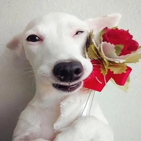 微笑的白色狗狗与花超萌治愈动物头像