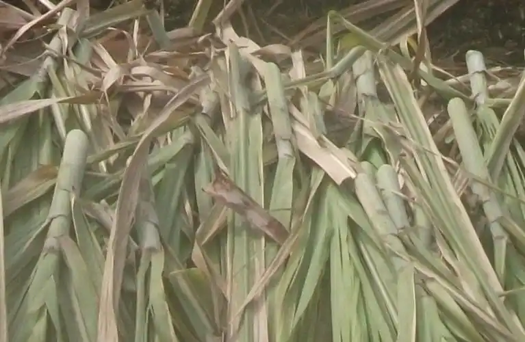 供应鲜甘蔗尾叶