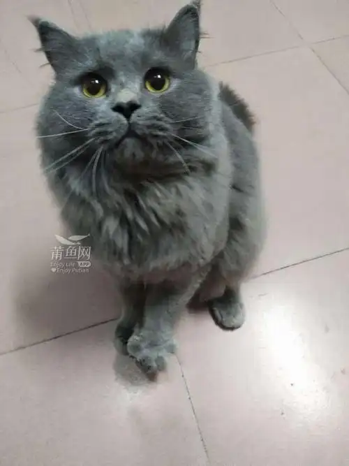 低价出英短长毛蓝猫 成年公猫