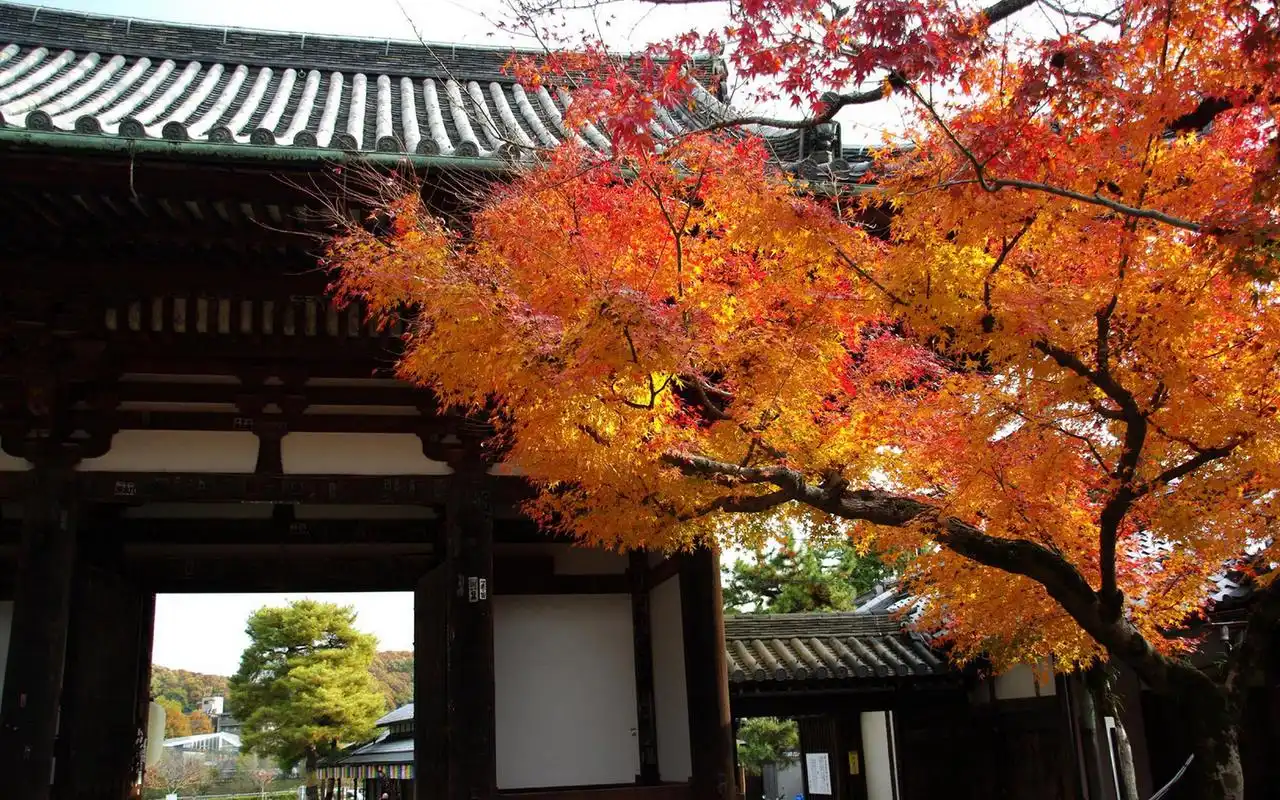 日本庭院观秋火红枫叶摄影电脑壁纸图片大全(一)