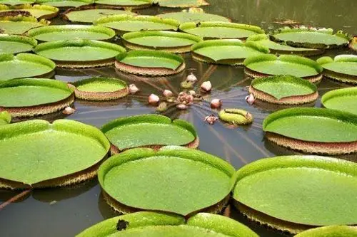 世界上最大的莲花王莲叶片直径三米承重70千克