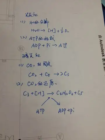 光合作用 用反应式和光暗反应阶段的反应式