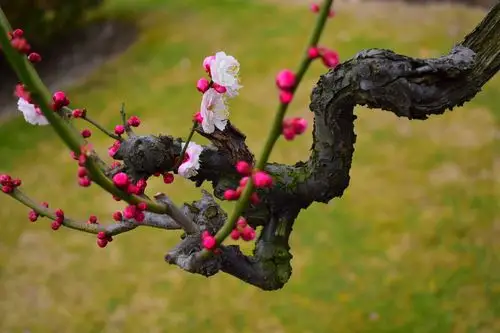 莘庄梅园---龙游梅