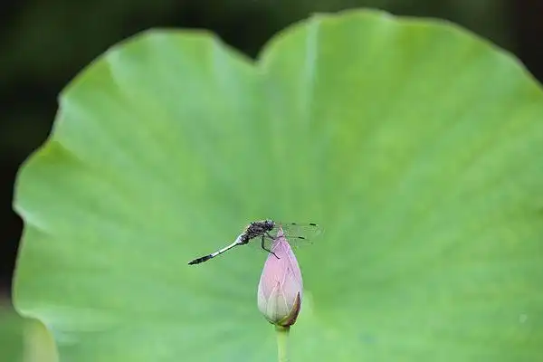 蜻蜓,荷花