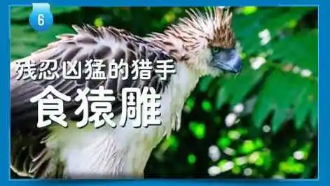 残忍凶猛的猎手食猿雕