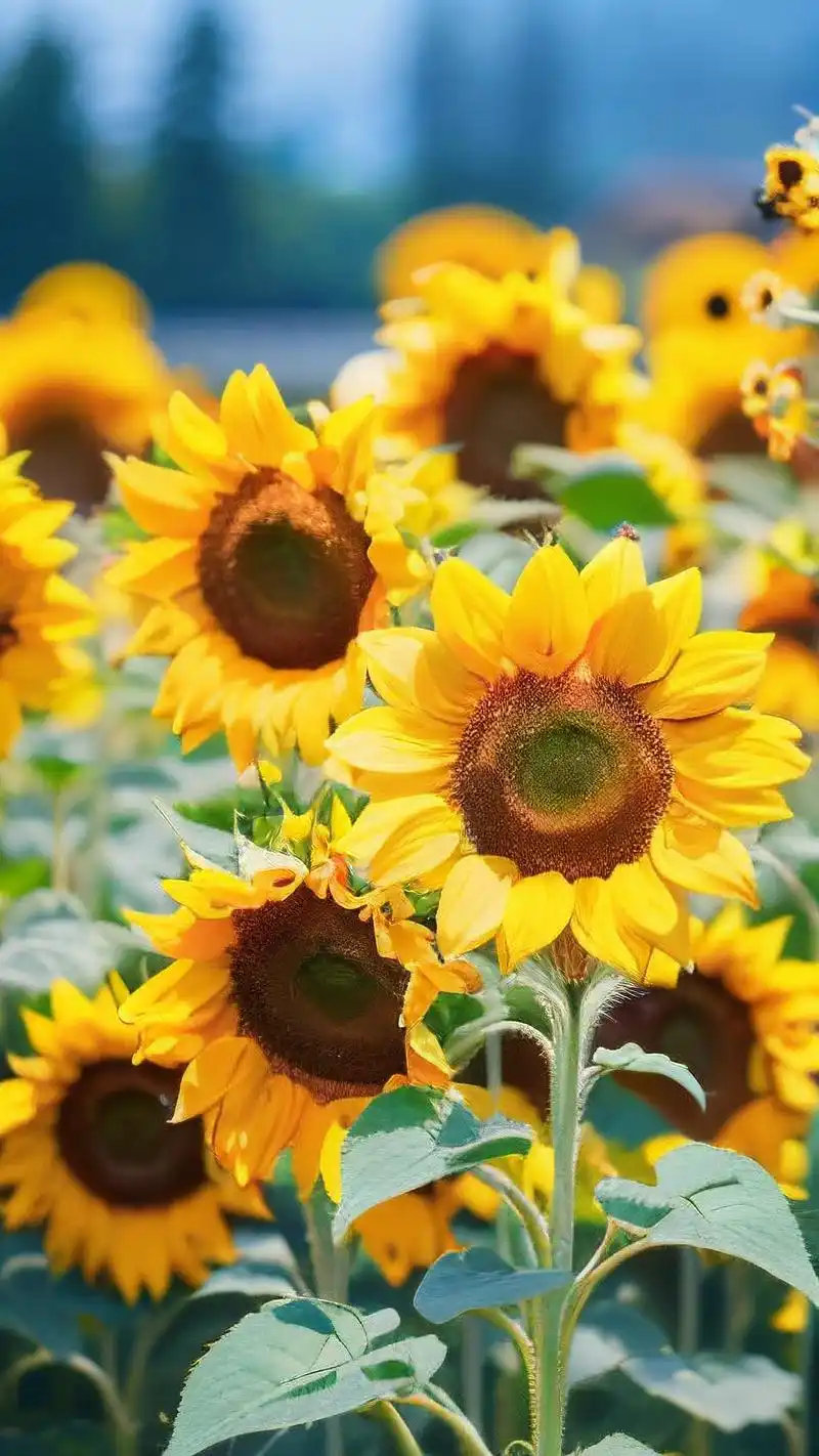 这次带来的是满满正能量的向日葵壁纸🌻,每次打开手机都能感受到