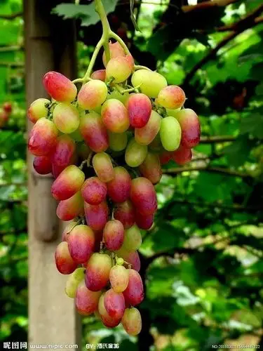 【图】葡萄摄影图__水果_生物世界_摄_心如秋水_001的收集_我喜欢网