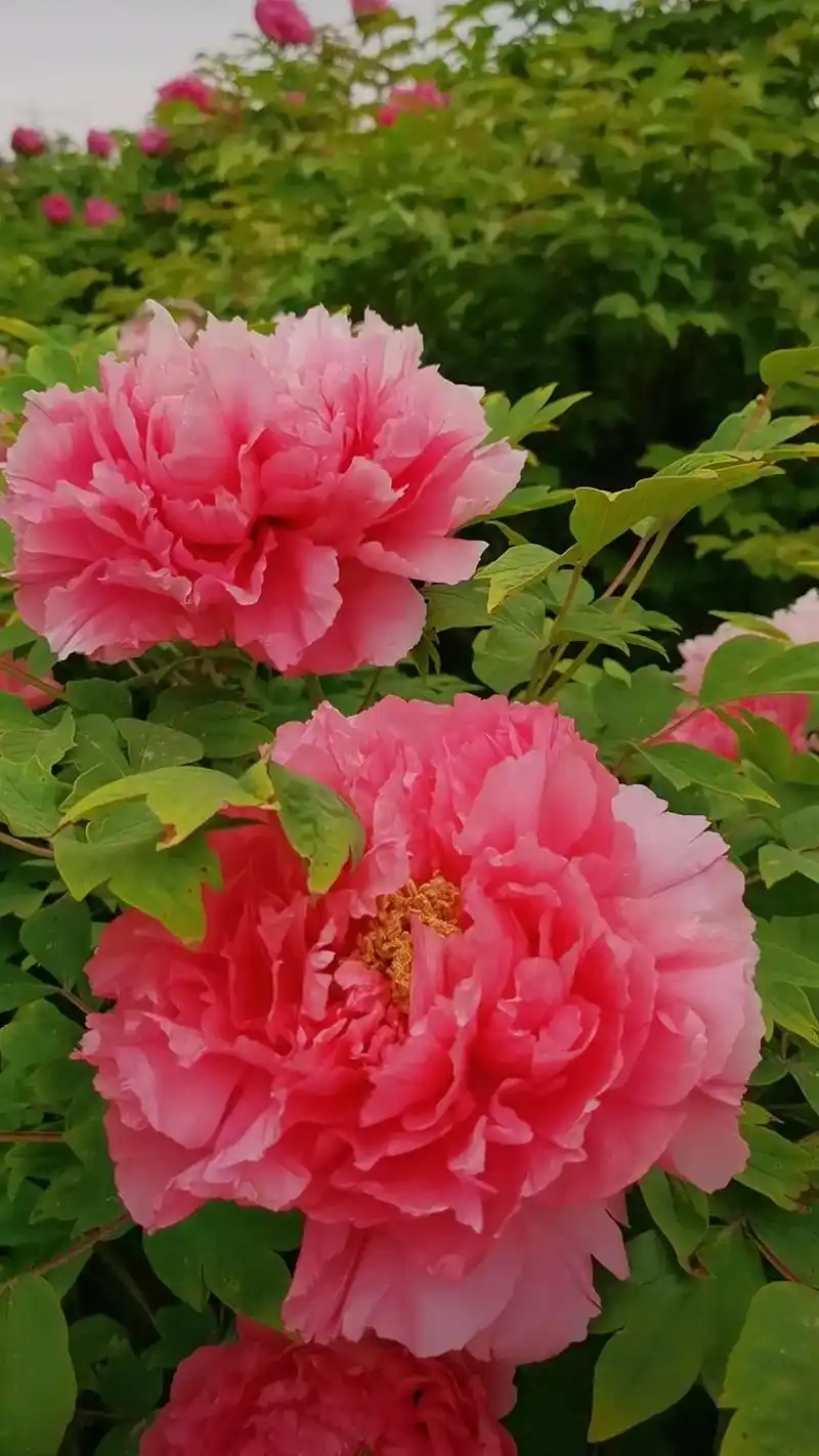 看刭了八朵不同额色不同品种的牡丹,就随手拍摄了,你觉得哪一朵 - 抖