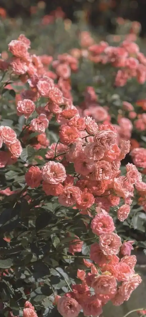 壁纸聊天背景 ins