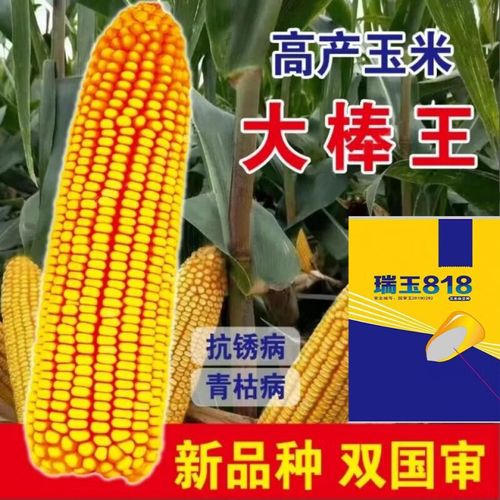 瑞玉818高产玉米种双国审矮杆大棒紫杆紫叶抗倒苞谷南方北方 南北双国